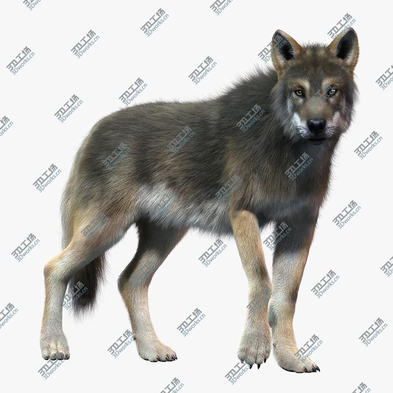 images/goods_img/2021040232/Gray Wolf(2)(FUR)(ANIMATED)/1.jpg